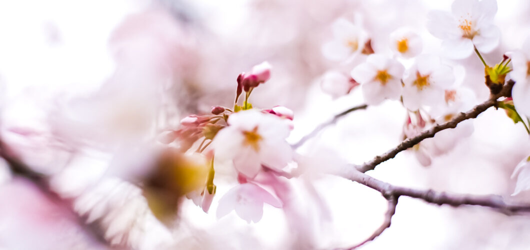 cherry blossom tree